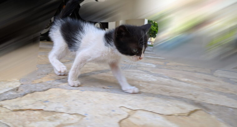 Χαριζεται θηλυκο γατακι Γάτα- Νέα Φιλαδέλφεια Αττικής