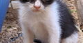Χαριζεται θηλυκο γατακι Γάτα- Νέα Φιλαδέλφεια Αττικής