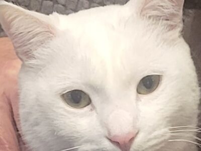 Χάθηκε Λευκός Γάτος ,Γάτα- Αχιλλέως 67