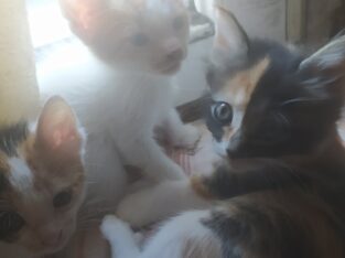 Γατακια χαρίζονται Γάτα- Θεσσαλονίκη