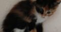 Γατάκια χαριζονται Θεσσαλονίκη Γάτα- Δυτική Θεσσαλονίκη