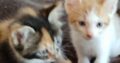 Γατάκια χαριζονται Θεσσαλονίκη Γάτα- Δυτική Θεσσαλονίκη