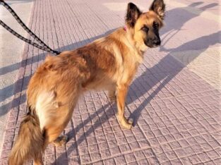 Χαρίζεται για υιοθεσία ημίαιμο λυκόσκυλο Σκύλος- Πέραμα