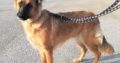 Χαρίζεται για υιοθεσία ημίαιμο λυκόσκυλο Σκύλος- Πέραμα