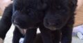 Χαριζονται ημιαιμα λυκοσκυλα κουταβακια Σκύλος- Θεσσαλονίκη