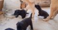 Χαριζονται ημιαιμα λυκοσκυλα κουταβακια Σκύλος- Θεσσαλονίκη