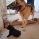 Χαριζονται ημιαιμα λυκοσκυλα κουταβακια Σκύλος- Θεσσαλονίκη Σκύλος- Θεσσαλονίκη