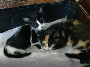 Χαρίζονται Μωρό γατάκια, Θεσσαλονίκη Γάτα- Ωραιόκαστρο