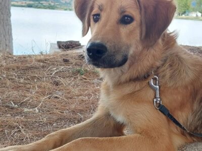 Χαρίζεται μεσαίο σκυλάκι 🐕 Σκύλος- Αγρίνιο