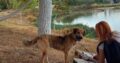 Χαρίζεται μεσαίο σκυλάκι 🐕 Σκύλος- Αγρίνιο