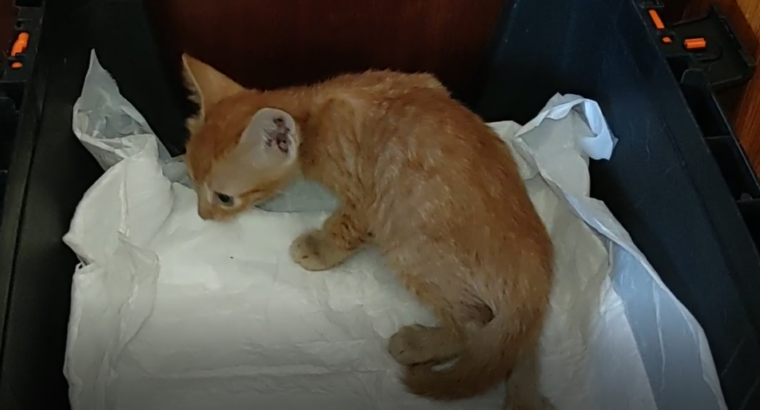 Χαρίζονται Μωρό γατάκια, Θεσσαλονίκη Γάτα- Ωραιόκαστρο