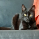 Χάθηκε σπιτική γάτα στην περιοχή Αιγάλεω Αττικής Γάτα- Αιγάλεω