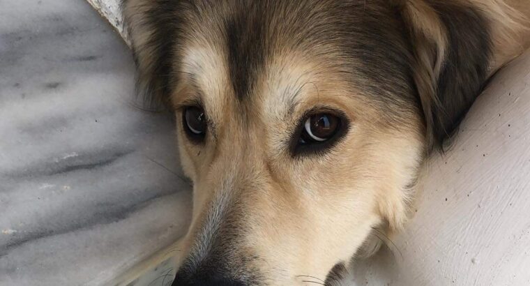 Χαρίζεται αρσενικός σκύλος 1,5 χρονών – Ωραιόκαστρο