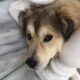 Χαρίζεται αρσενικός σκύλος 1,5 χρονών – Ωραιόκαστρο