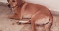 χαριζεται για υιοθεσεια σκυλακι γενουs αρσενικου ρατσα ημιαιμο κοκονι (4)χρονων ακουι στο ονομα μπιλλι Σκύλος- Νίκαια