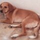 χαριζεται για υιοθεσεια σκυλακι γενουs αρσενικου ρατσα ημιαιμο κοκονι (4)χρονων ακουι στο ονομα μπιλλι Σκύλος- Νίκαια