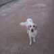 Σκυλίτσα στην Λιμνη της Αγυιας Σκύλος- Χανιά