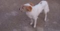 Σκυλίτσα στην Λιμνη της Αγυιας Σκύλος- Χανιά