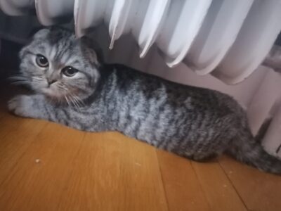 Χάθηκε Γάτα Τιγρε Scottish Fold Λευκό κολάρο Γάτα- Χαλάνδρι