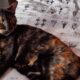 Χάθηκε Θηλυκή Γάτα στη Λεόντειο Σχολή (Άγιος Ελευθέριος) Γάτα- Κωνσταντά 4