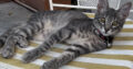 Χάθηκε θηλυκό γκρι γατακι στη Νέα Σμύρνη (Μεγάλου Αλεξάνδρου / Ομήρου) Γάτα- 12136