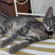 Χάθηκε θηλυκό γκρι γατακι στη Νέα Σμύρνη (Μεγάλου Αλεξάνδρου / Ομήρου) Γάτα- 12136