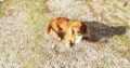 Χάθηκε σκυλάκι κοκερ απο Κερατέα Σκύλος- Διψέλιζα