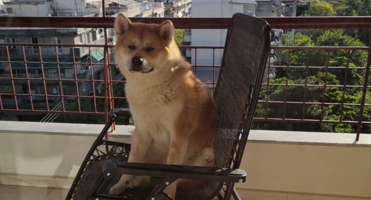 Χαρίζεται σκύλος Ακίτα Ιαπωνικο 3,5 ετών τσιπαρισμένος κατάλληλος για φύλακας. Σκύλος- Θεσσαλονίκη