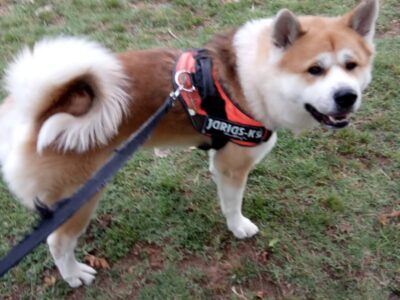 Χαρίζεται σκύλος Ακίτα Ιαπωνικο 3,5 ετών τσιπαρισμένος κατάλληλος για φύλακας. Σκύλος- Θεσσαλονίκη