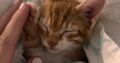 Χαρίζεται γατάκι Γάτα- Αθήνα