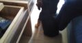 Χαρίζεται σκυλάκι ημίαιμο στον Πειραιά Σκύλος- Ευαγγελίστρια Πειραιά