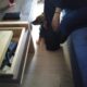 Χαρίζεται σκυλάκι ημίαιμο στον Πειραιά Σκύλος- Ευαγγελίστρια Πειραιά