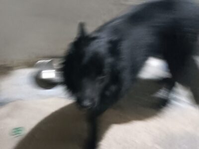 Χαρίζεται σκύλος Βελγικός ποιμενικός Σκύλος- Αγία Βαρβάρα