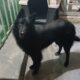 Χαρίζεται σκύλος Βελγικός ποιμενικός Σκύλος- Αγία Βαρβάρα