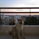 Χαρίζεται σκύλος Ακίτα Ιαπωνικο 3,5 ετών τσιπαρισμένος κατάλληλος για φύλακας. Σκύλος- Θεσσαλονίκη Σκύλος- Θεσσαλονίκη