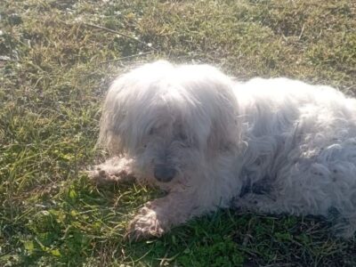Χάθηκε σκυλάκι στην περιοχή Ν.ιωνιαε Βόλου – Νέα Ιωνία