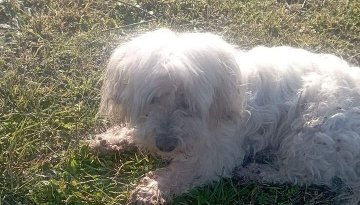 Χάθηκε σκυλάκι στην περιοχή Ν.ιωνιαε Βόλου – Νέα Ιωνία