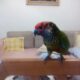Παπαγάλος Πτηνό- Δοϊράνης