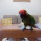 Παπαγάλος Πτηνό- Δοϊράνης
