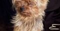 Χάθηκε σκυλάκι στο Περιστέρι Σκύλος- Περιστέρι