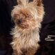 Χάθηκε σκυλάκι στο Περιστέρι, κοντά στο Μπουρνάζι, ράτσας Yorkshire. Σκύλος- Περιστέρι