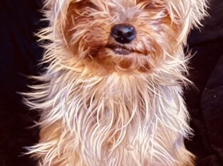 Χάθηκε σκυλάκι στο Περιστέρι, κοντά στο Μπουρνάζι, ράτσας Yorkshire. Σκύλος- Περιστέρι