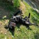 Δίνεται προς υιοθεσία ημίαιμο Ντάτσχουντ (Dachshund), 10 μηνών Σκύλος- Kalamaria