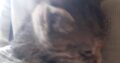 Χαριζεται μωρακι γατουλα Γάτα- Αθήνα