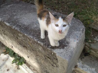 Γάτα χάθηκε Θεσσαλονίκη Εύοσμο – Εύοσμος