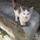 Γάτα χάθηκε Θεσσαλονίκη Εύοσμο – Εύοσμος