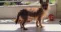 Θηλυκό terrier Σκύλος- Πάτρα