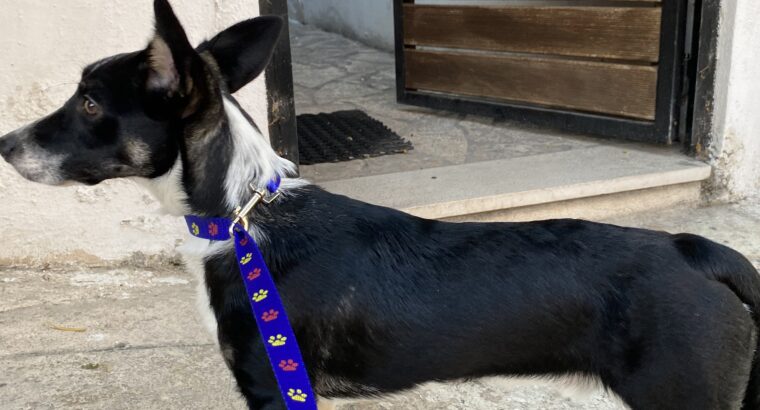 Βρέθηκε σκυλάκι 6-12 μηνών στον πειραια Σκύλος- Κερατσίνι
