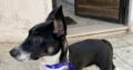 Βρέθηκε σκυλάκι 6-12 μηνών στον πειραια Σκύλος- Κερατσίνι