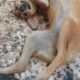 Βρέθηκε θηλυκό σκυλακι Σκύλος- 62 μαρτύρων
